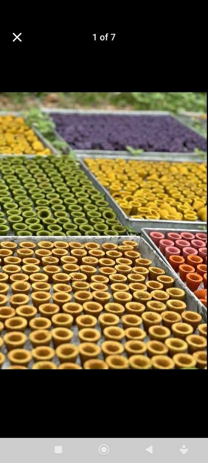 Sambrani cups drying